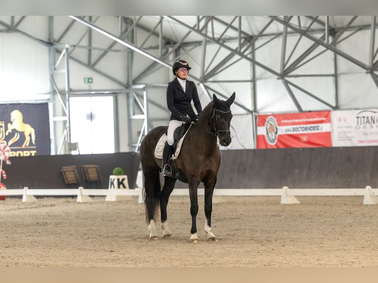 KWPN Giumenta 7 Anni 165 cm Morello in Kale