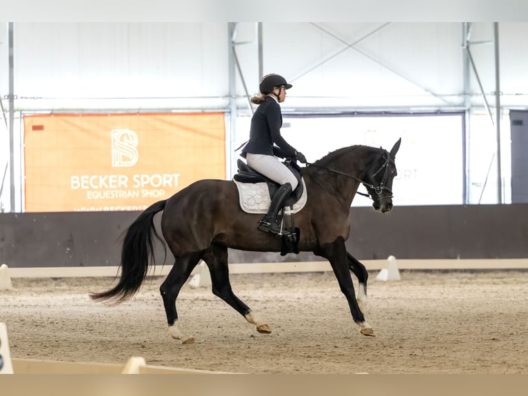 KWPN Giumenta 7 Anni 165 cm Morello in Kale