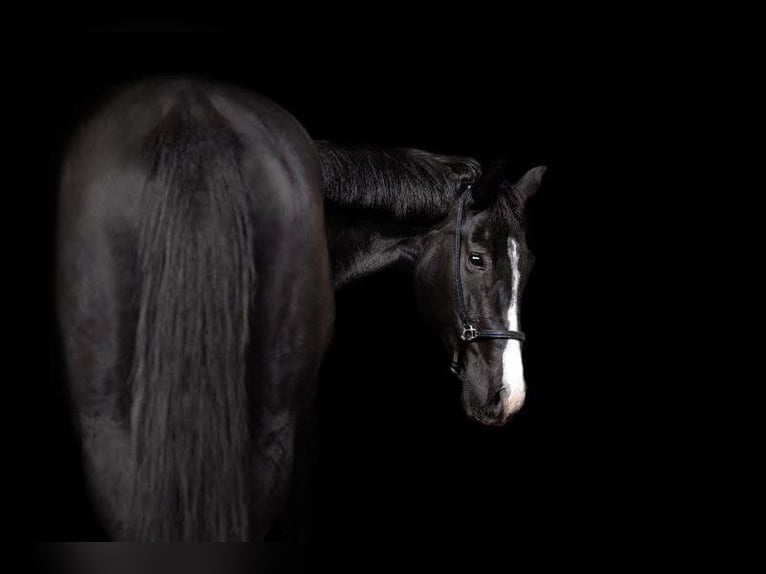 KWPN Giumenta 7 Anni 165 cm Morello in Grenoble