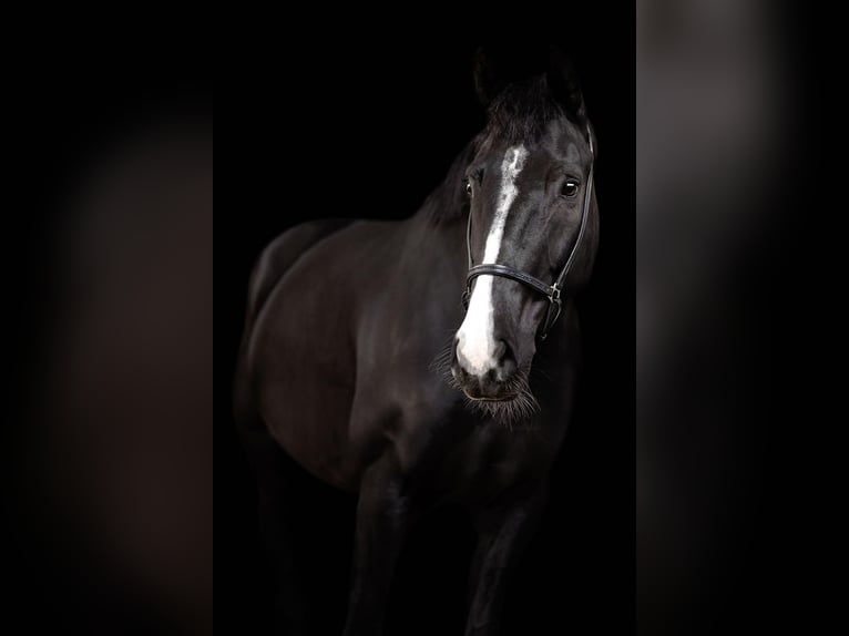 KWPN Giumenta 7 Anni 165 cm Morello in Grenoble