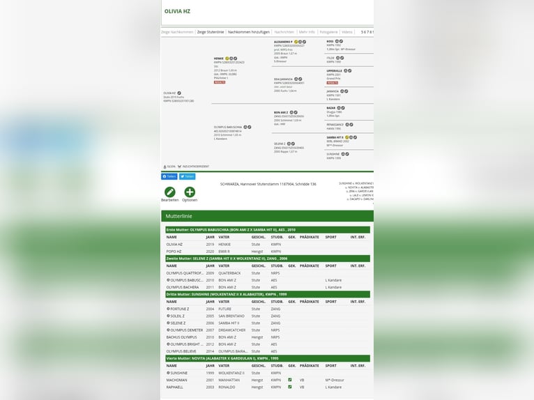 KWPN Giumenta 7 Anni 165 cm Sauro in Schwanewede