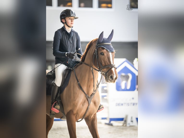 KWPN Giumenta 7 Anni 165 cm Sauro in Rokitki