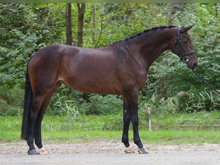 KWPN Giumenta 7 Anni 166 cm Baio in Ermelo