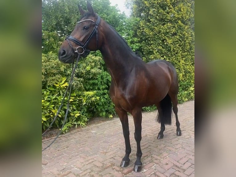 KWPN Giumenta 7 Anni 166 cm Baio in Voorthuizen