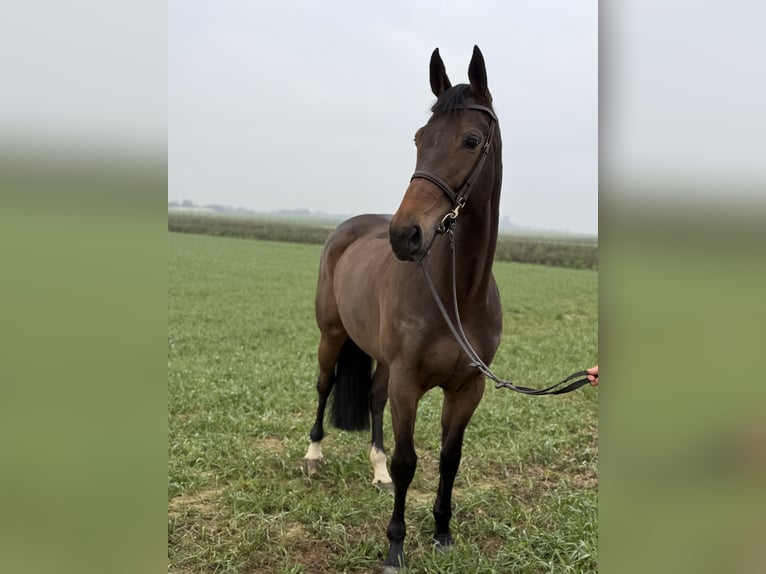 KWPN Giumenta 7 Anni 167 cm Baio in Geilenkirchen