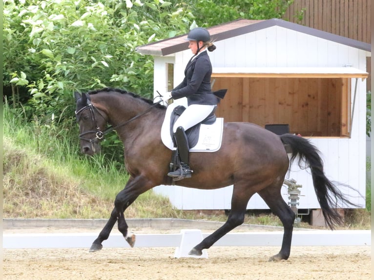 KWPN Giumenta 7 Anni 167 cm Baio nero in Wolfsbach