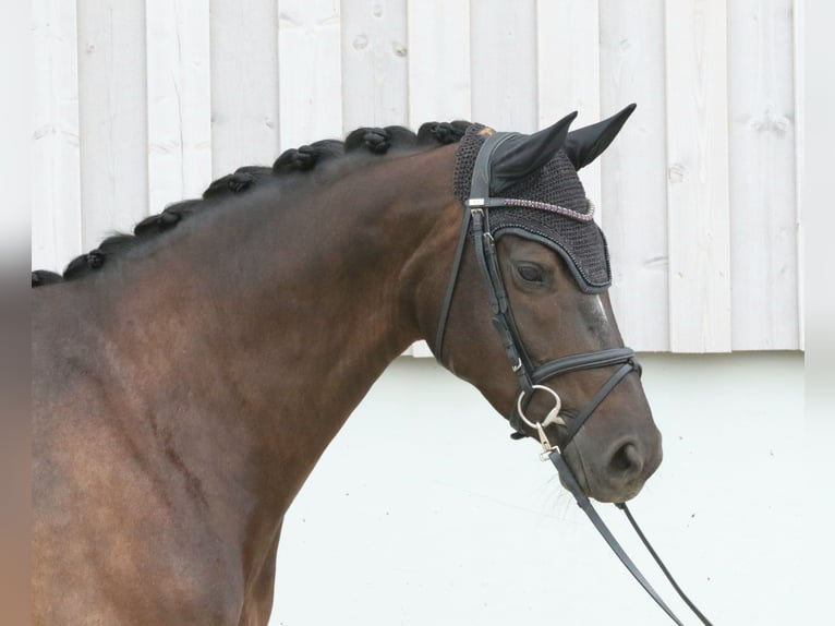 KWPN Giumenta 7 Anni 167 cm Baio nero in Wolfsbach