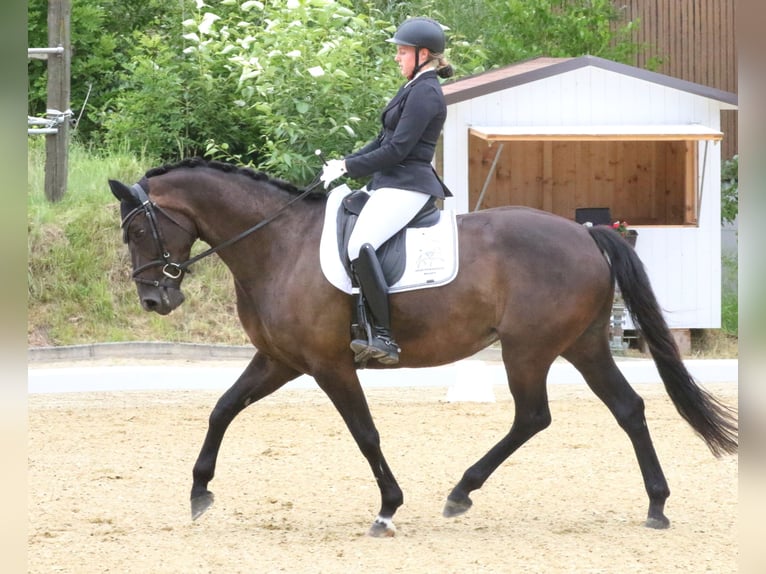 KWPN Giumenta 7 Anni 167 cm Baio nero in Wolfsbach