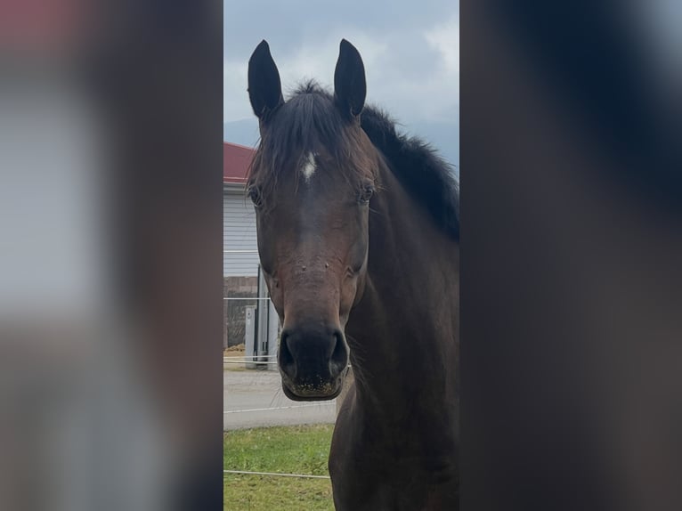 KWPN Giumenta 7 Anni 167 cm Baio scuro in Metzingen