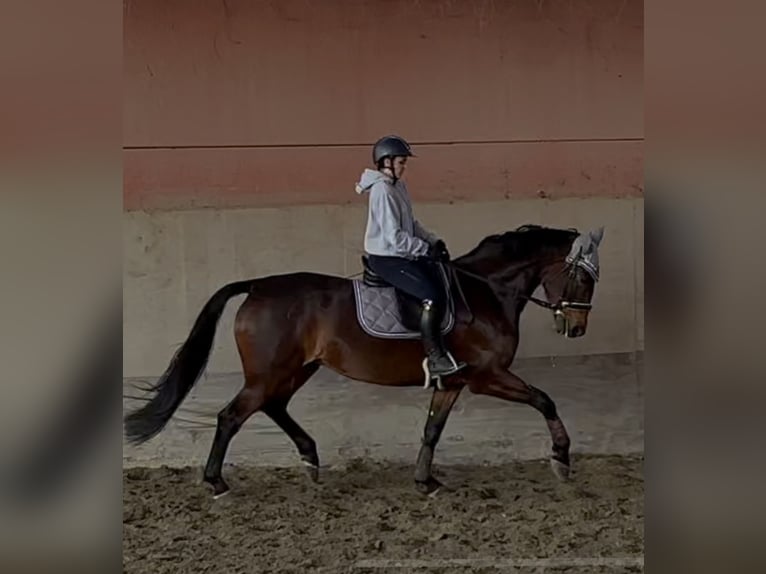 KWPN Giumenta 7 Anni 167 cm Baio scuro in Modena