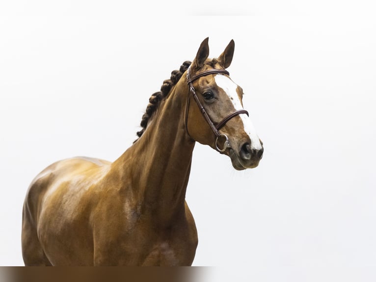 KWPN Giumenta 7 Anni 167 cm  in Waddinxveen