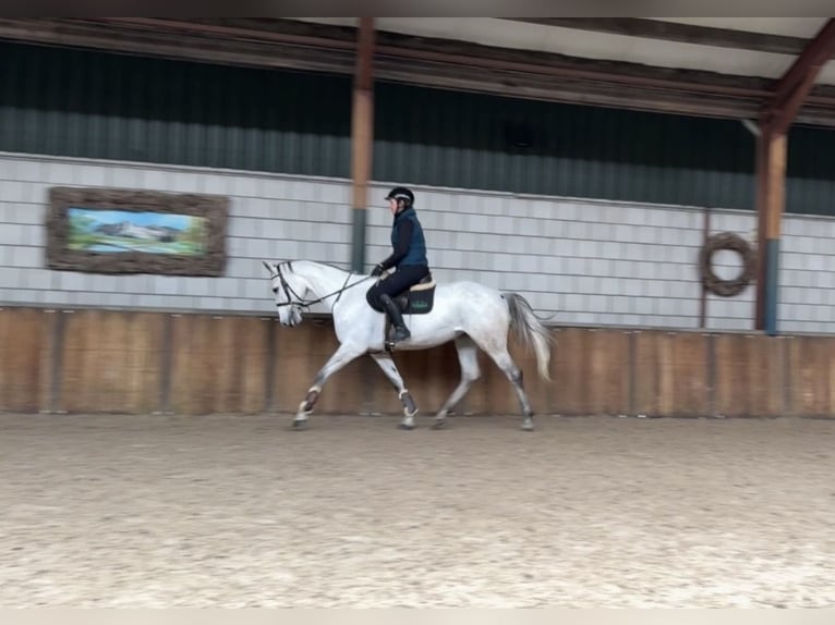 KWPN Giumenta 7 Anni 167 cm Leardo in Oud Gastel