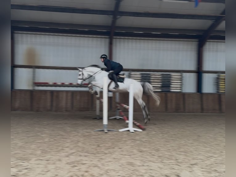 KWPN Giumenta 7 Anni 167 cm Leardo in Oud Gastel