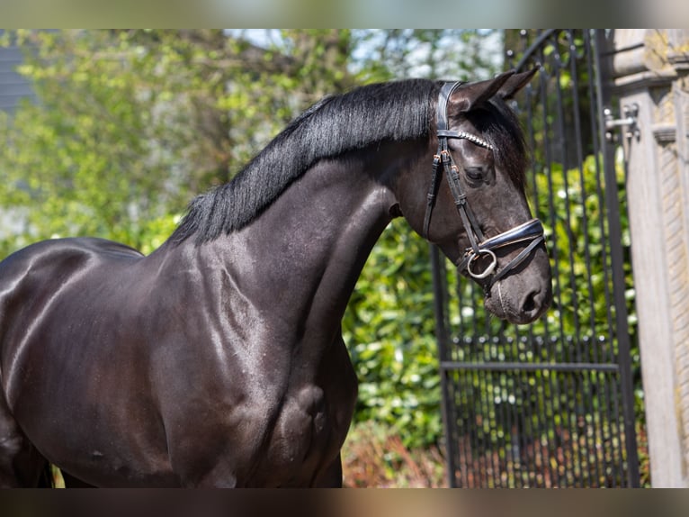 KWPN Giumenta 7 Anni 167 cm Morello in Vijfhuizen