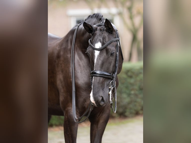 KWPN Giumenta 7 Anni 167 cm Morello in De Moer