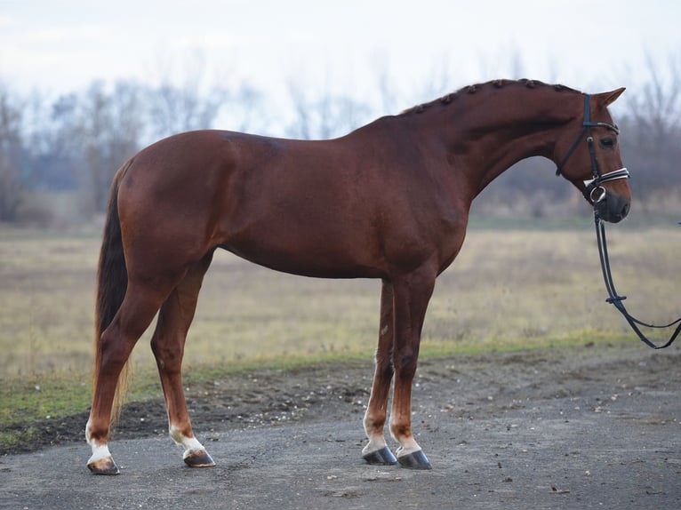 KWPN Giumenta 7 Anni 167 cm Sauro in Csabacs&#x171;d