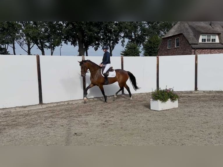 KWPN Giumenta 7 Anni 168 cm Baio in Waddinxveen