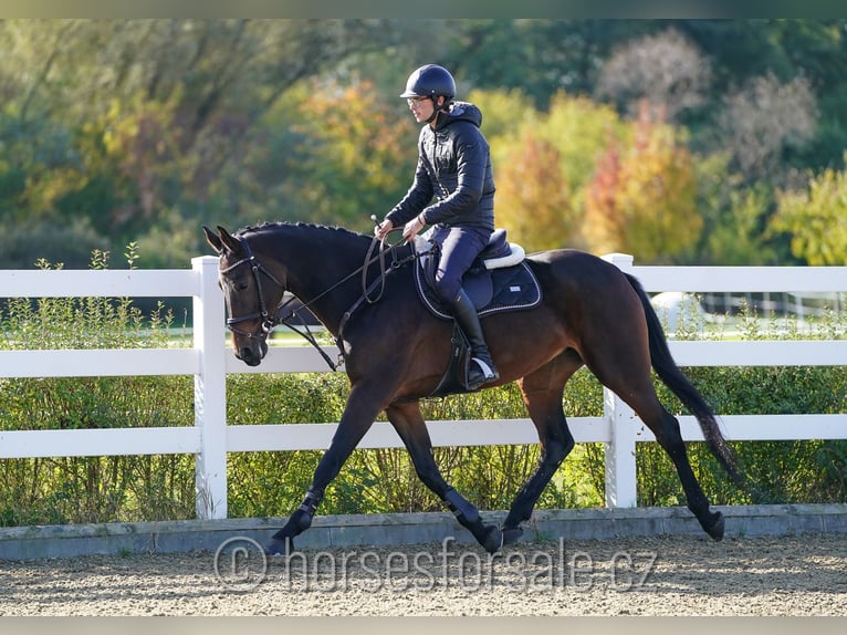 KWPN Giumenta 7 Anni 168 cm Baio scuro in Olomouc