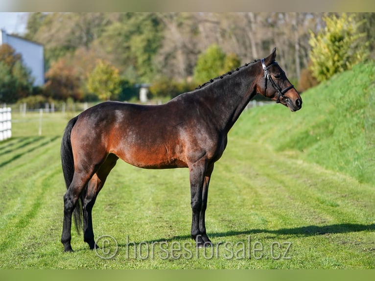 KWPN Giumenta 7 Anni 168 cm Baio scuro in Olomouc