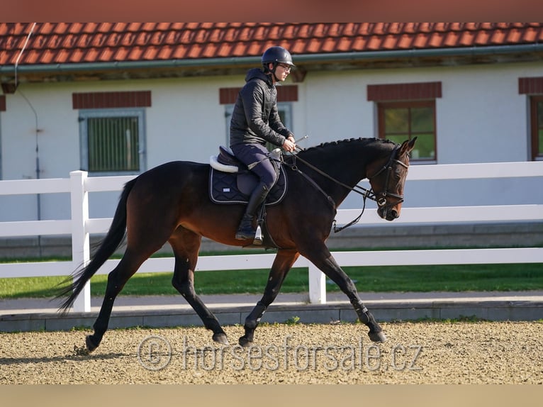 KWPN Giumenta 7 Anni 168 cm Baio scuro in Olomouc