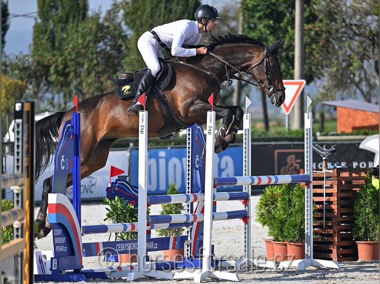 KWPN Giumenta 7 Anni 168 cm Baio scuro in Olomouc