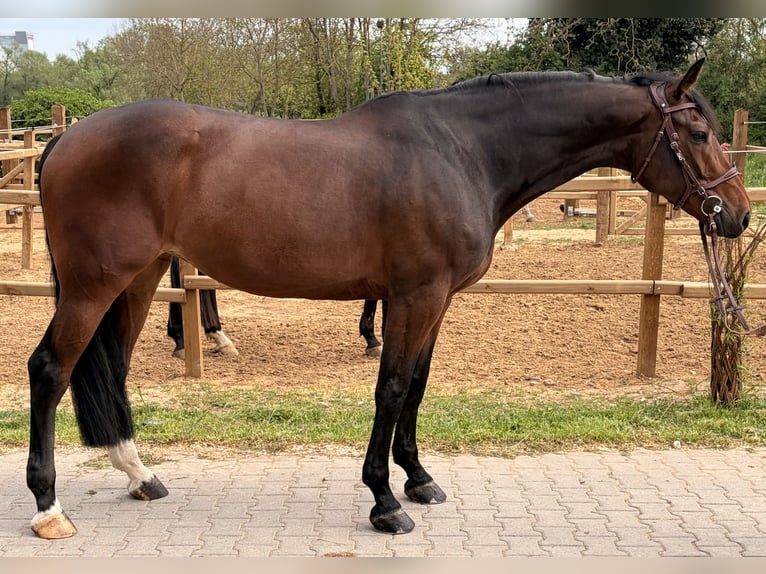 KWPN Giumenta 7 Anni 168 cm Baio scuro in Bad Kreuznach