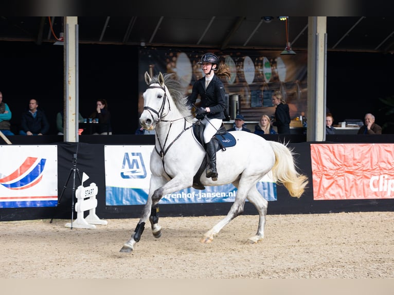 KWPN Giumenta 7 Anni 168 cm Grigio in Swifterbant