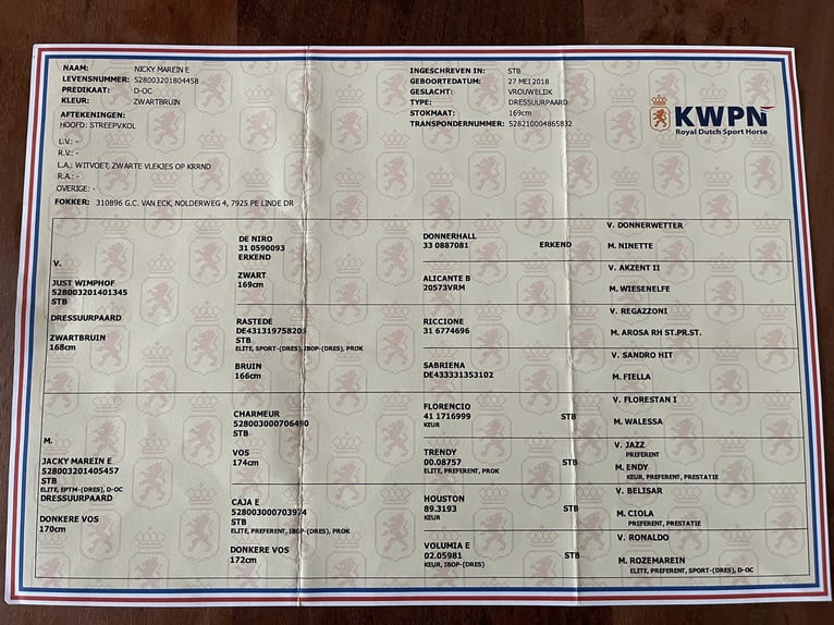 KWPN Giumenta 7 Anni 168 cm Morello in Isaszeg