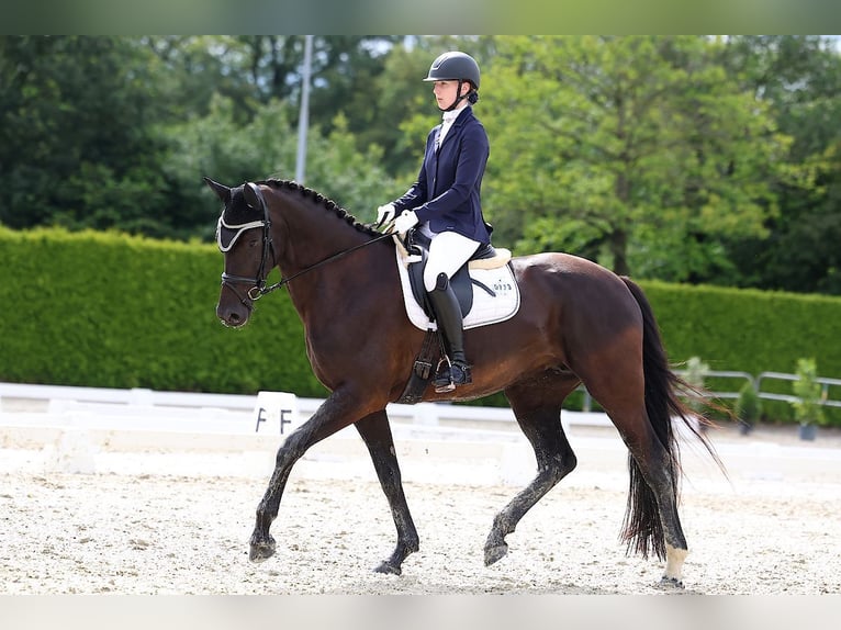 KWPN Giumenta 7 Anni 168 cm Morello in Isaszeg