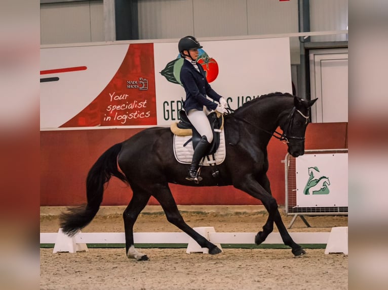 KWPN Giumenta 7 Anni 168 cm Morello in Isaszeg