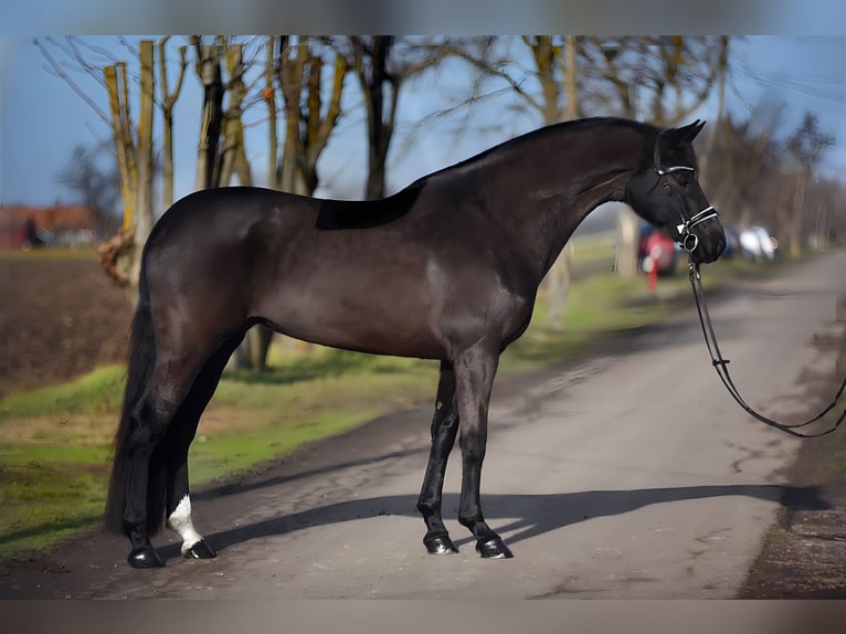 KWPN Giumenta 7 Anni 168 cm Morello in Isaszeg