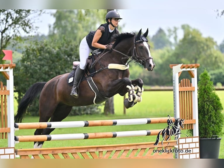 KWPN Giumenta 7 Anni 168 cm Morello in Allershausen