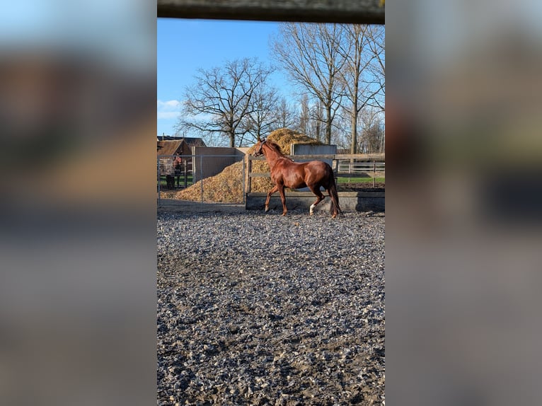 KWPN Giumenta 7 Anni 168 cm Sauro in Assenede