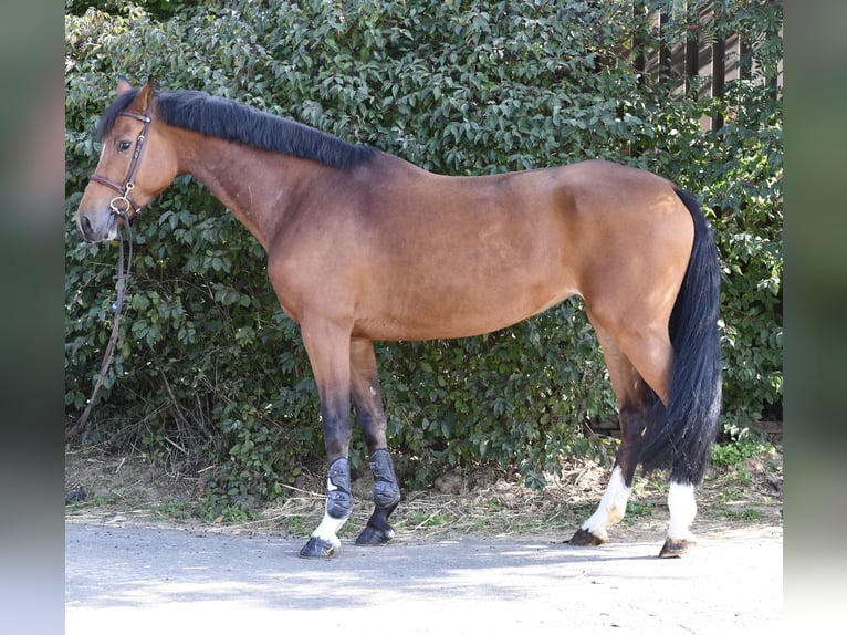 KWPN Giumenta 7 Anni 169 cm Baio in Geilenkirchen