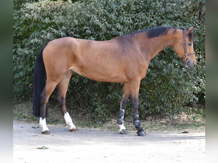 KWPN Giumenta 7 Anni 169 cm Baio in Geilenkirchen
