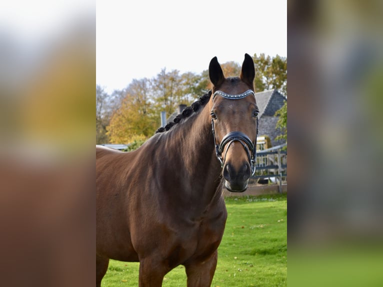 KWPN Giumenta 7 Anni 170 cm Baio in Westerhoven