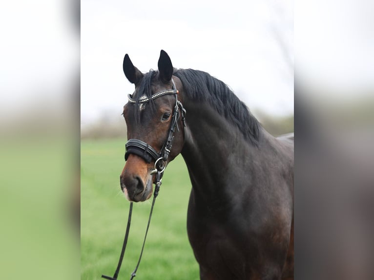 KWPN Giumenta 7 Anni 170 cm Baio in Békésszentandrás