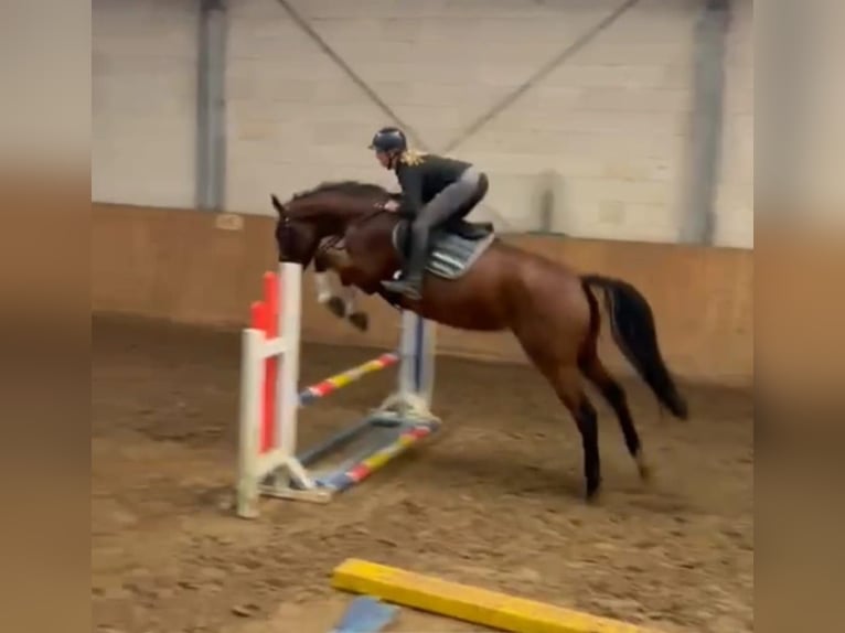 KWPN Giumenta 7 Anni 170 cm Baio in Visselhövede