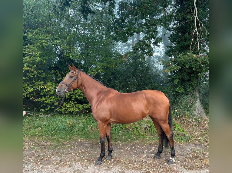 KWPN Giumenta 7 Anni 170 cm Baio in Kaulille