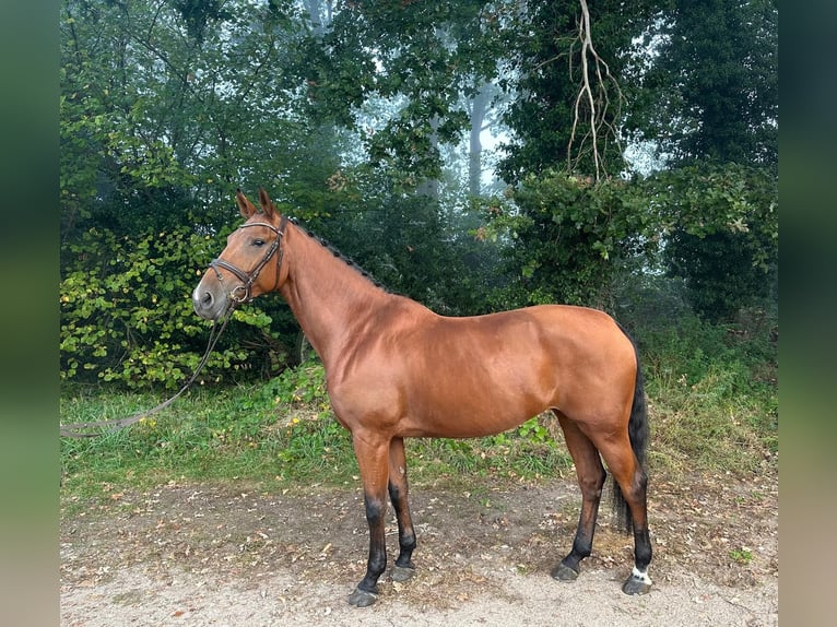 KWPN Giumenta 7 Anni 170 cm Baio in Kaulille