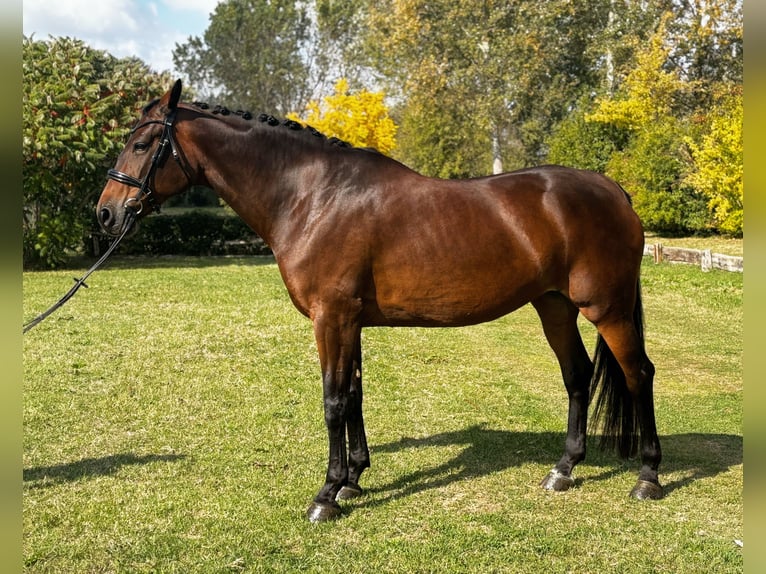 KWPN Giumenta 7 Anni 170 cm Baio scuro in Modena