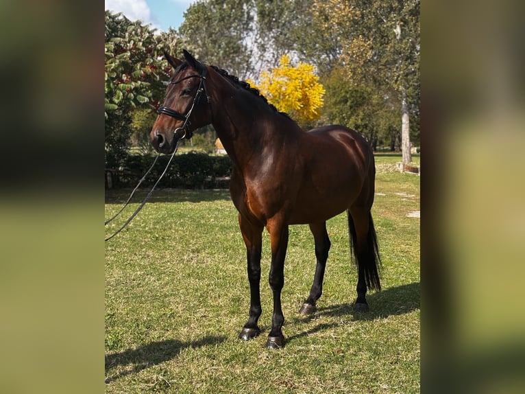 KWPN Giumenta 7 Anni 170 cm Baio scuro in Modena