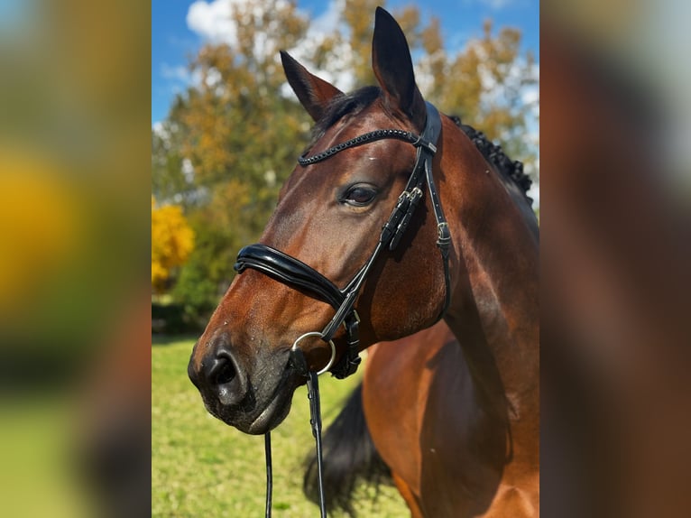 KWPN Giumenta 7 Anni 170 cm Baio scuro in Modena