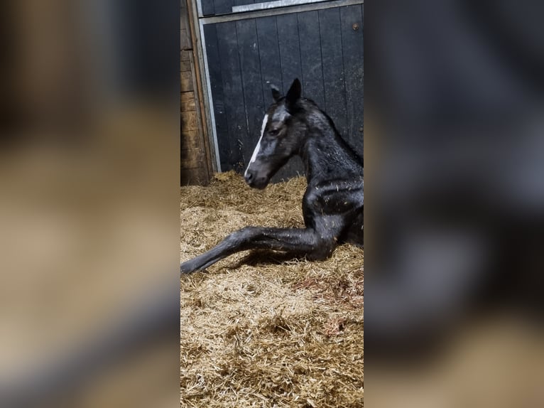 KWPN Giumenta 7 Anni 170 cm Baio scuro in Ermelo