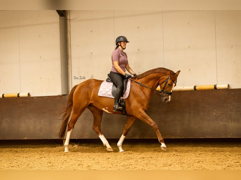 KWPN Giumenta 7 Anni 170 cm Sauro in Didam