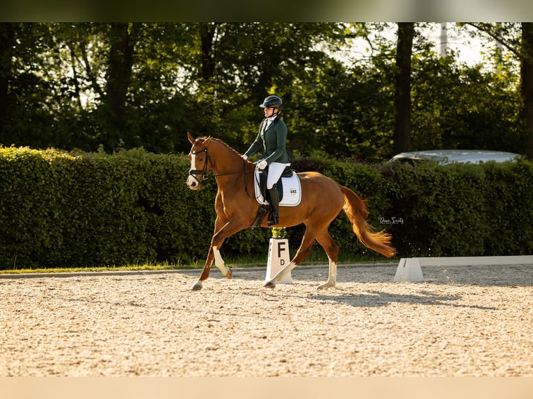 KWPN Giumenta 7 Anni 170 cm Sauro in Didam