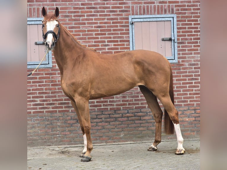 KWPN Giumenta 7 Anni 170 cm Sauro in Someren