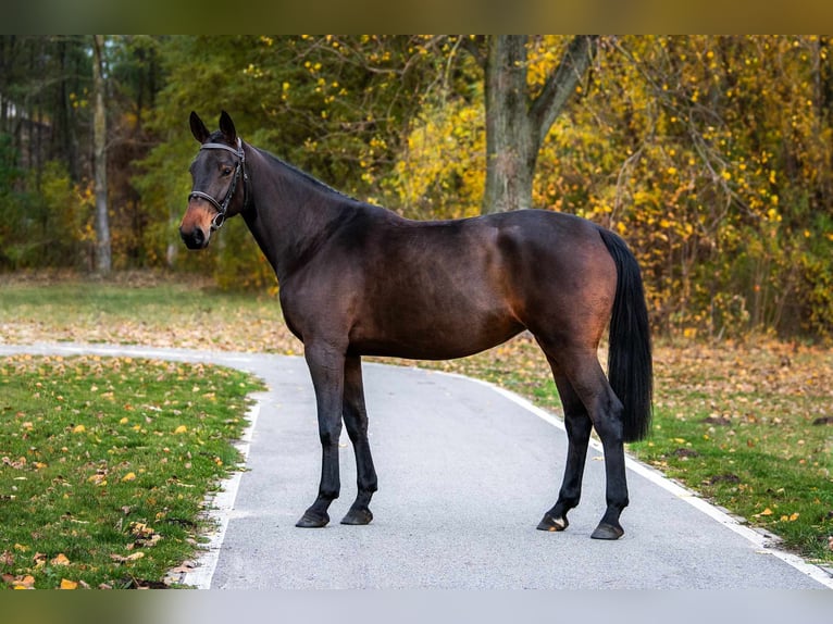 KWPN Giumenta 7 Anni 170 cm Sauro scuro in radziejów