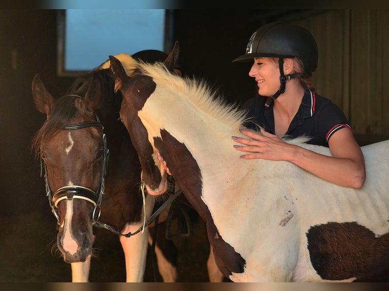 KWPN Giumenta 7 Anni 170 cm Sauro scuro in radziejów