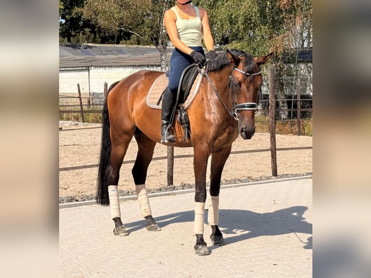 KWPN Giumenta 7 Anni 171 cm Baio in Kaldenkirchen
